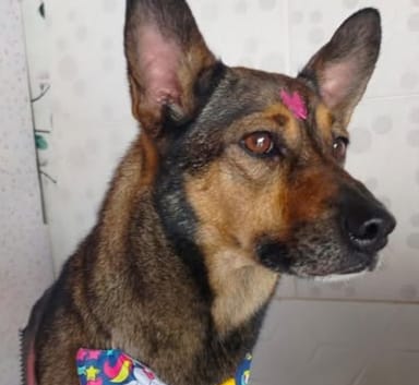  Itupevense procura por Nala, desaparecida desde o dia 18 deste mês